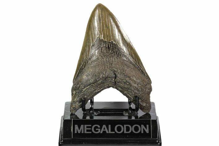 Serrated, Fossil Megalodon Tooth - Georgia #107275